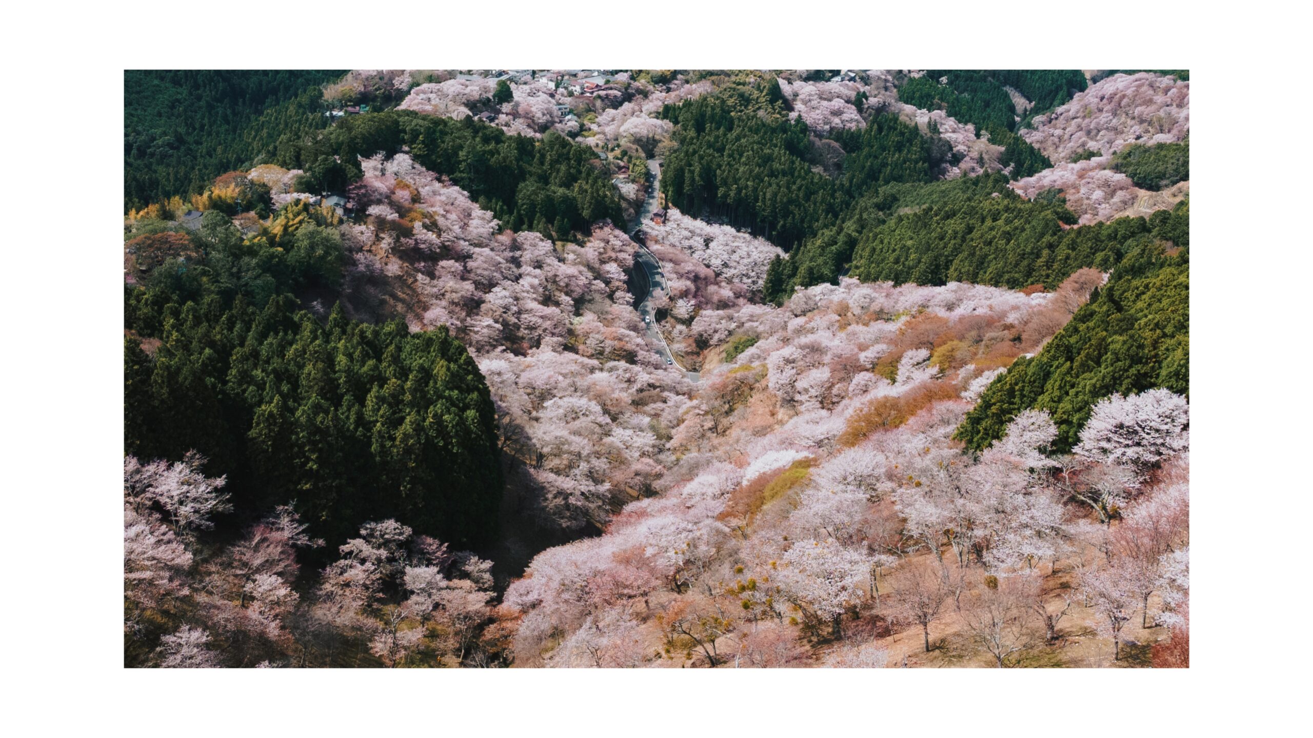 Japan 1000 Cherry Blossom