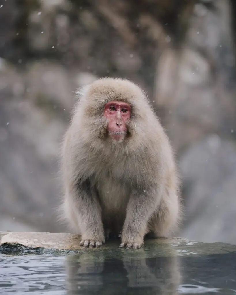 Japanese snow monkey sitting beside a natural hot spring at Jigokudani Monkey Park, Japan, with snowflakes falling around it