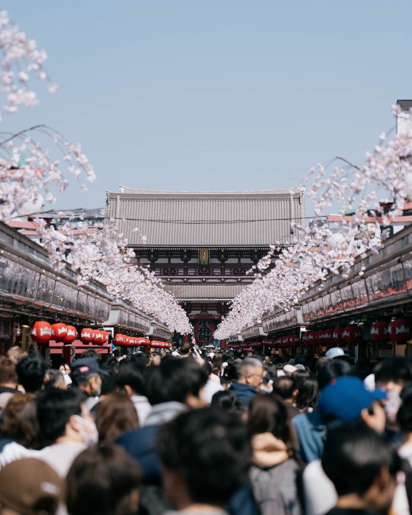Crowded Nakamise-dori shopping street leading to Senso-ji framed by cherry blossoms