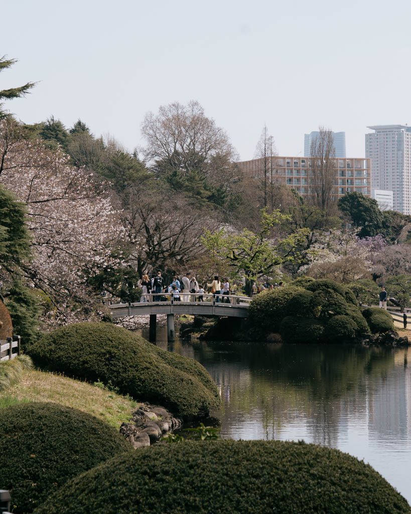 Visitors crossing a bridge over the pond at Shinjuku Gyoen surrounded by cherry blossoms