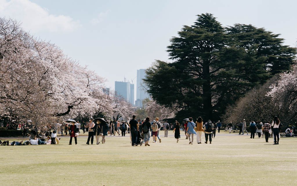 Visitors picnicking on the open lawn at Shinjuku Gyoen lined with cherry blossom trees