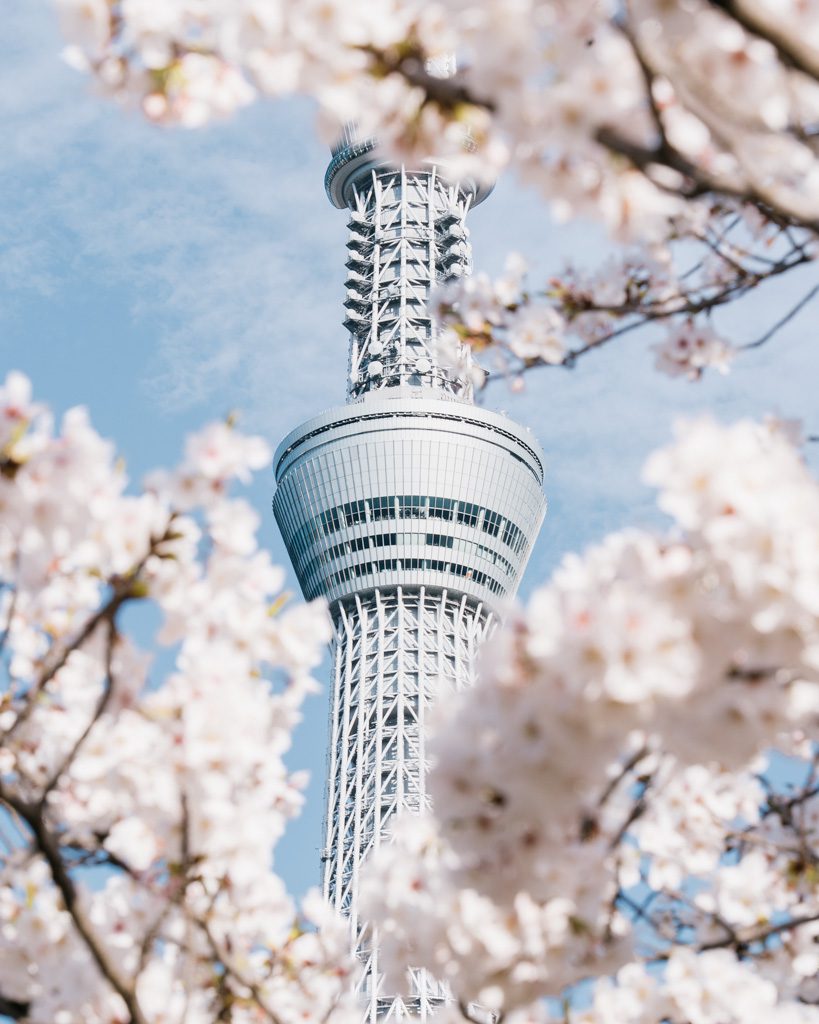 Tokyo Skytree framed by cherry blossom branches during sakura season