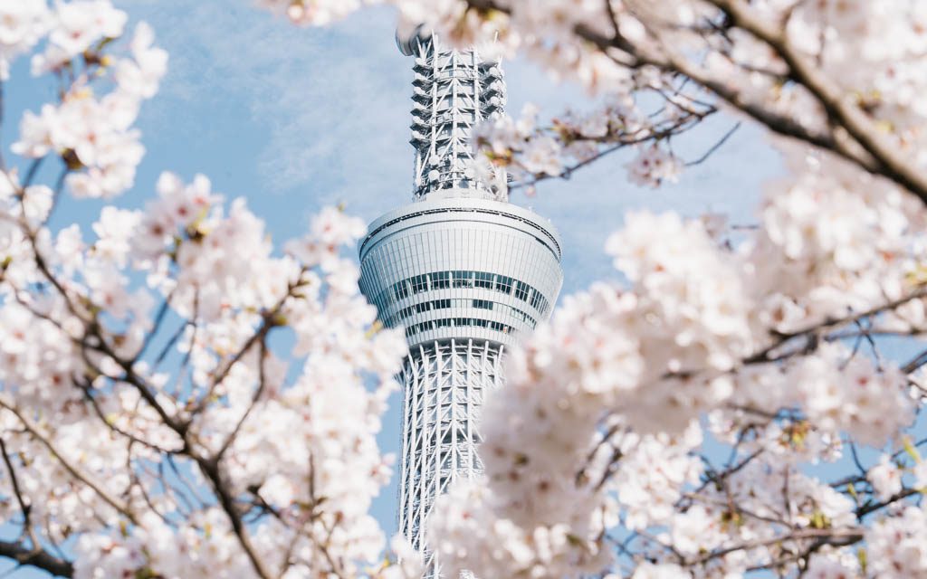 Tokyo Skytree seen through cherry blossom branches from Sumida Park
