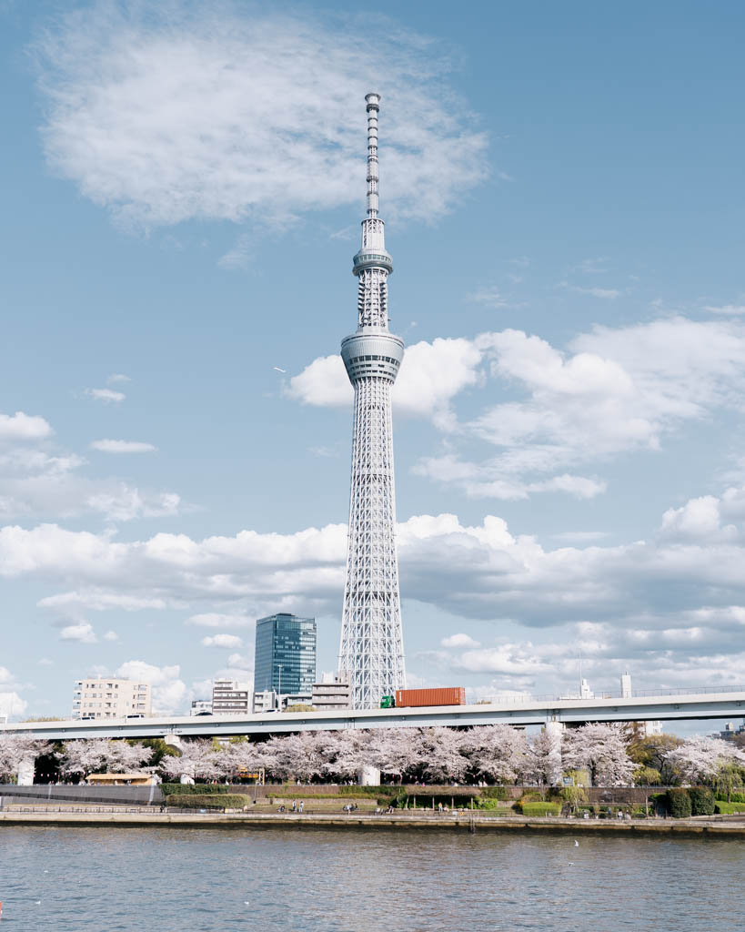 Tokyo Skytree towering over the Sumida River with cherry blossom trees lining the bank
