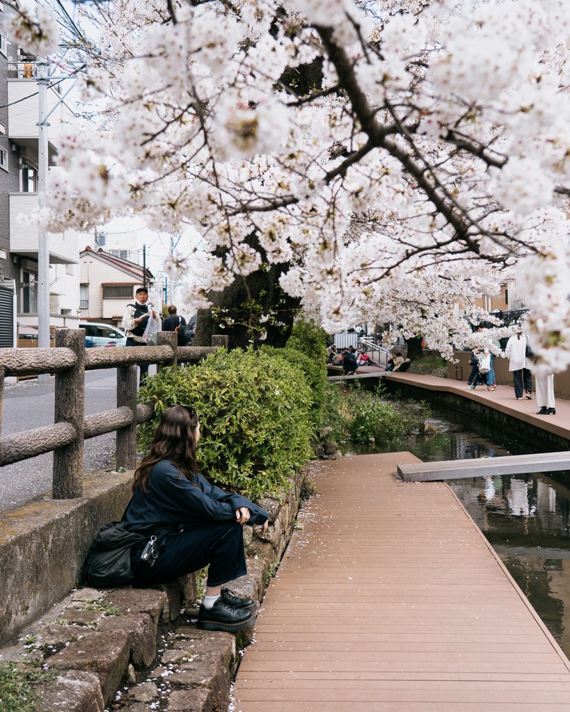 Woman sitting on stone steps beside a Tokyo canal, watching cherry blossom petals drift over the water