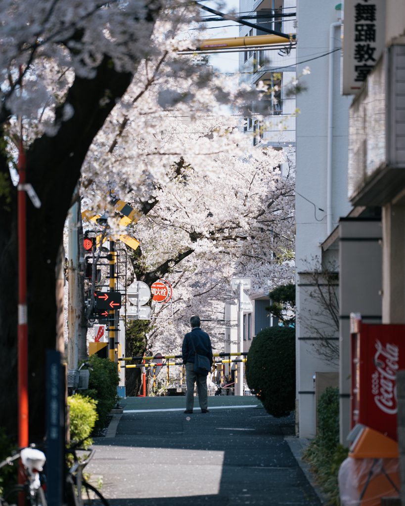 Man standing beneath a canopy of cherry blossom trees on a quiet residential street in Tokyo