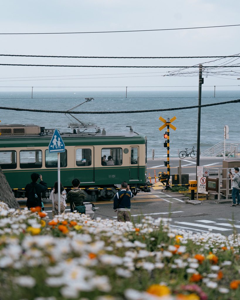 The Enoden train crossing near the coast in Kamakura, with flowers in the foreground
