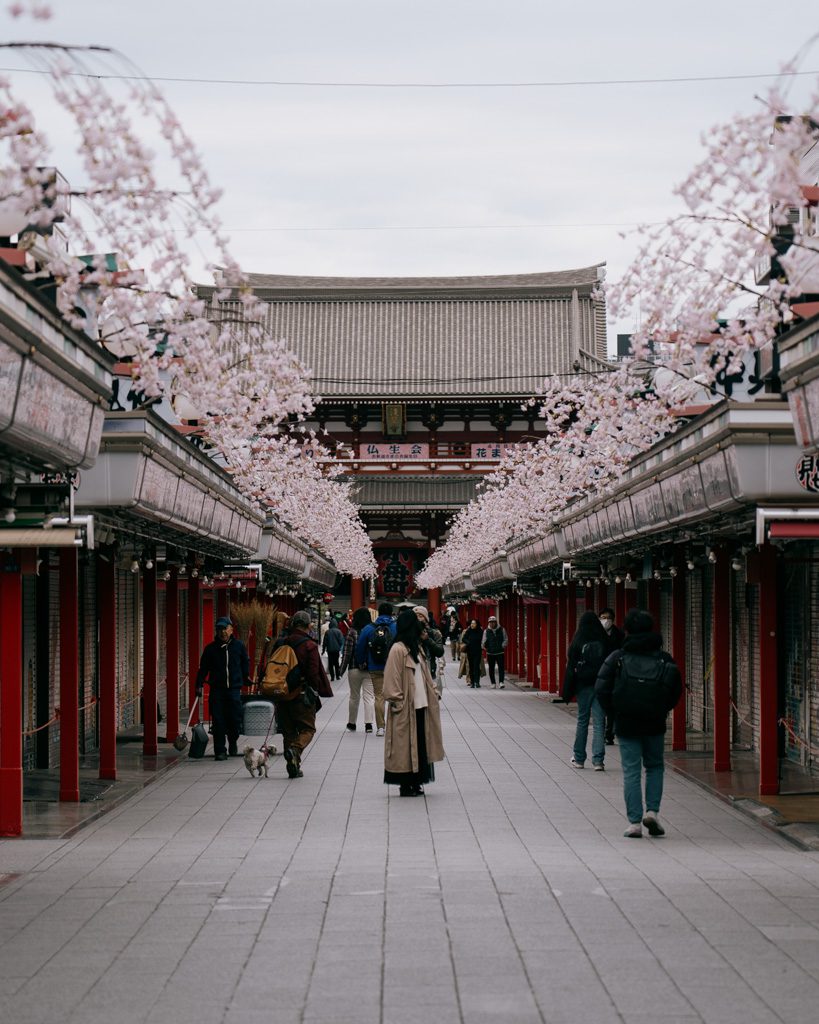Cherry blossoms lining Nakamise-dori shopping street on the walk to Senso-ji's main hall