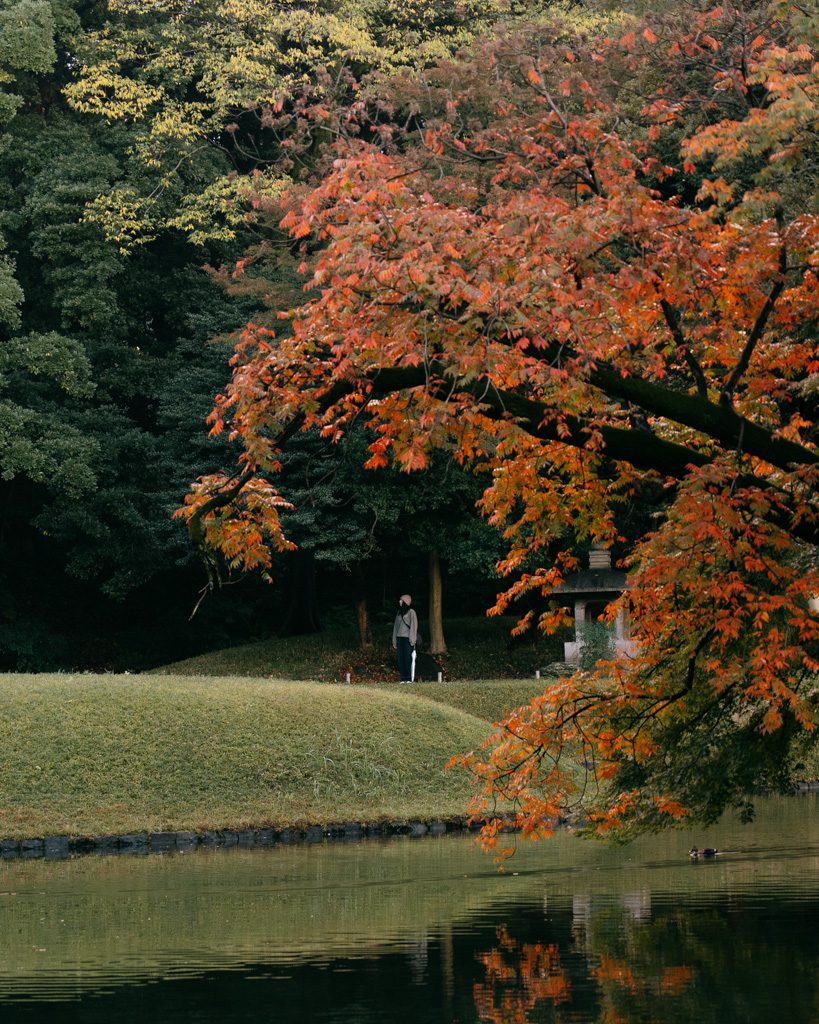 Red and orange autumn foliage overhanging the pond at Rikugien Gardens in Tokyo
