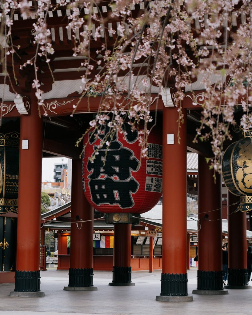 One of the large red lanterns at Senso-ji Temple, framed by cherry blossoms in bloom