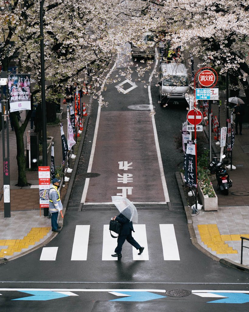 Pedestrian crossing a rain-soaked, cherry blossom-lined Shibuya street