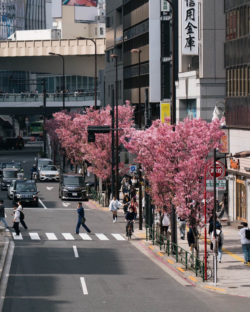 Cherry blossom trees lining a busy Shibuya street in spring