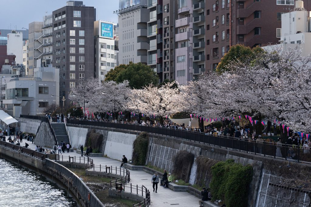 Crowds enjoying cherry blossoms along the Sumida River in Sumida Park, Tokyo