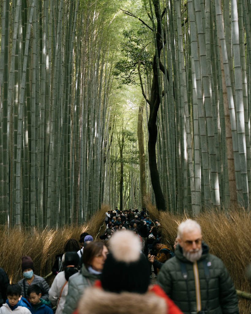 Crowds of visitors walking through the Arashiyama Bamboo Grove