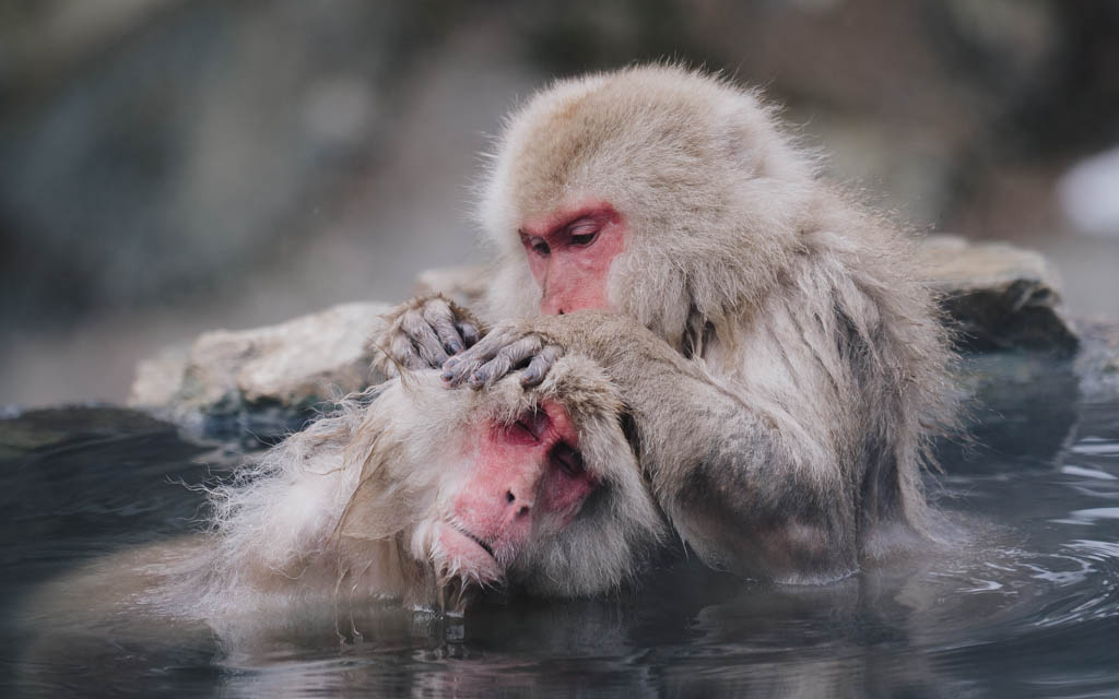 Two Japanese snow monkeys grooming each other while soaking in a hot spring