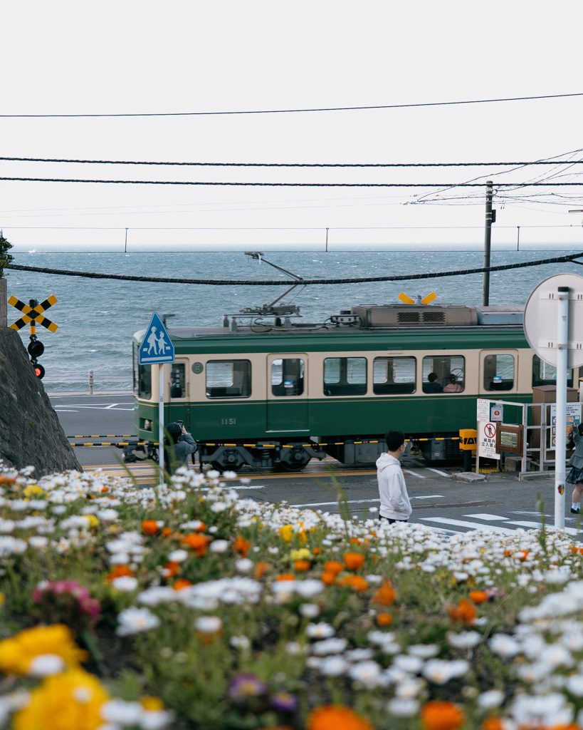 A green and cream Enoden train crossing the coastal road in Kamakura, framed by wildflowers with the ocean in the background.