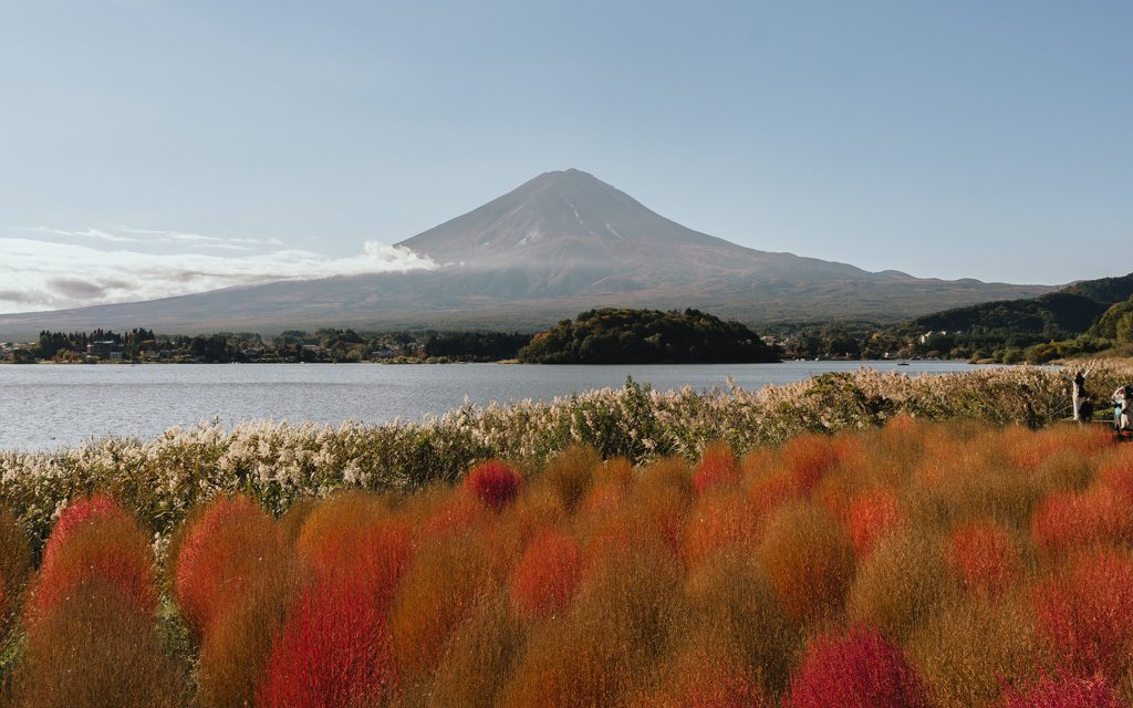 Red kochia bushes and pampas grass at Oishi Park with Mt Fuji across the lake
