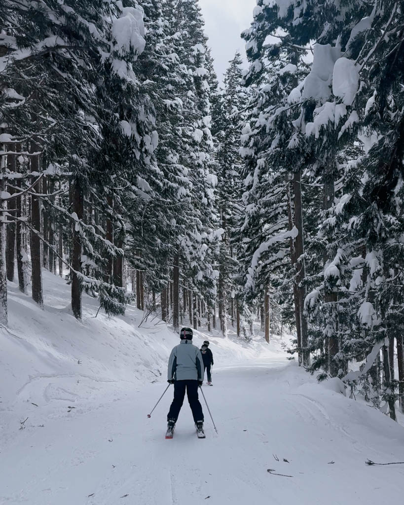Skier on a snow-covered forest trail lined with tall cedar trees in Nozawa Onsen