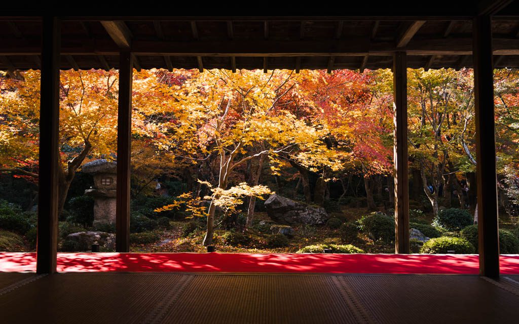 Golden and red autumn maple trees seen from inside the tea room at Enko-ji, framed by wooden pillars with a red carpet on the tatami floor