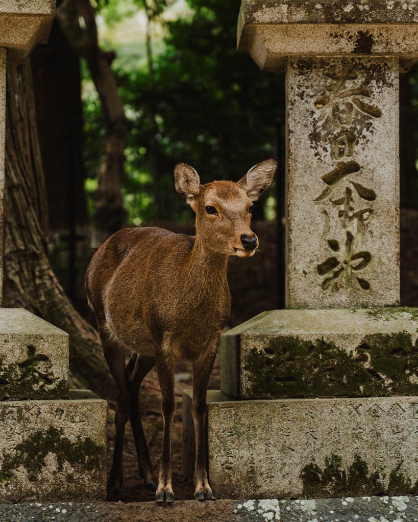 Young deer standing between two moss-covered stone lanterns in Nara Park