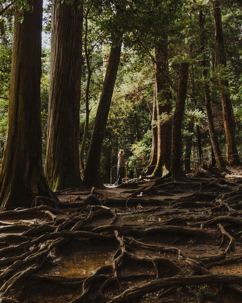 A woman standing on the Kinone-michi tree root path on the hike between Kurama and Kifune, surrounded by tall trees with roots spread across the forest floor